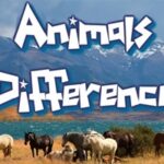 Animal Differences